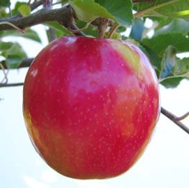 Cripps Pink